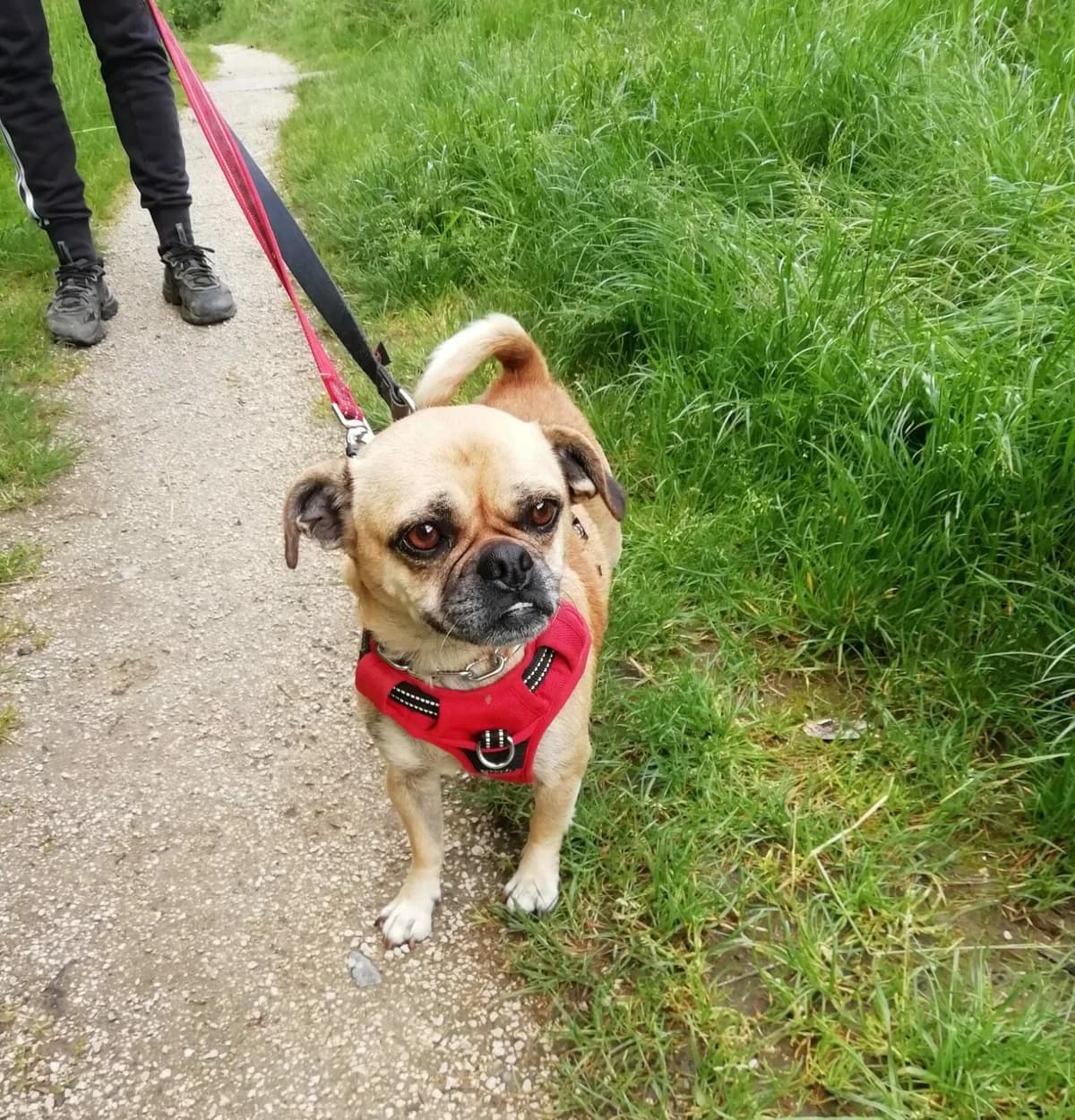 Carlita, female Pug for adoption at SPA du Dauphine, Grenoble