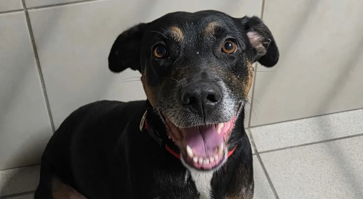 Dhoty, female young mixed breed for adoption at SPA du Dauphine, Grenoble