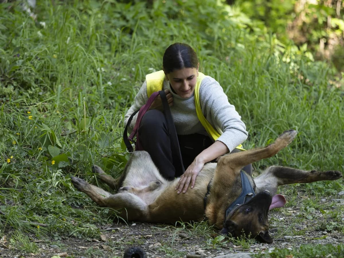 Doogy, male Belgian Malinois for adoption at SPA du Dauphine, Grenoble