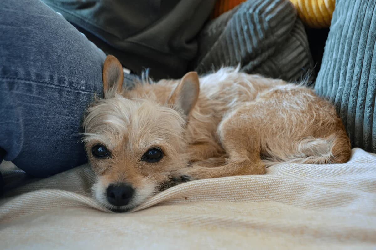 Douchka – Dossier en cours, female 3yo Yorkshire Terrier for adoption at SPA du Dauphine, Grenoble