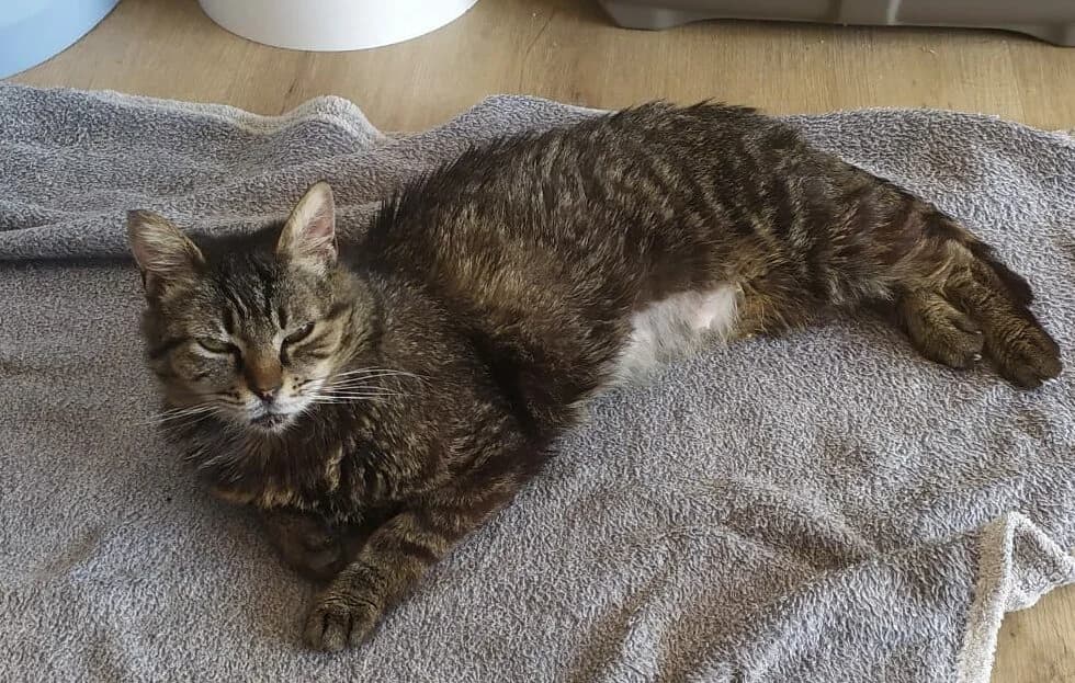 FANTY, female 3yo European Shorthair for adoption at SPA du Dauphine, Grenoble