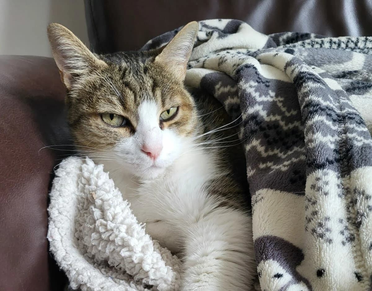 FAUVE, male senior European Shorthair for adoption at SPA du Dauphine, Grenoble