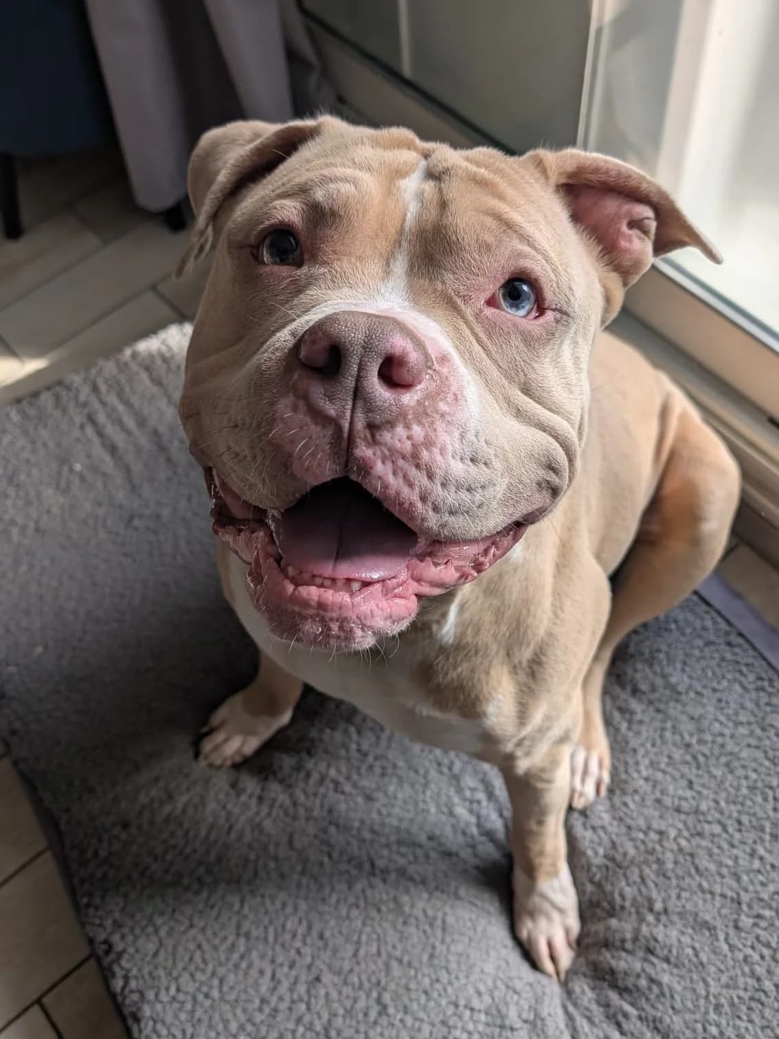 Ghost – Dossier en cours, male American Bully for adoption at SPA du Dauphine, Grenoble