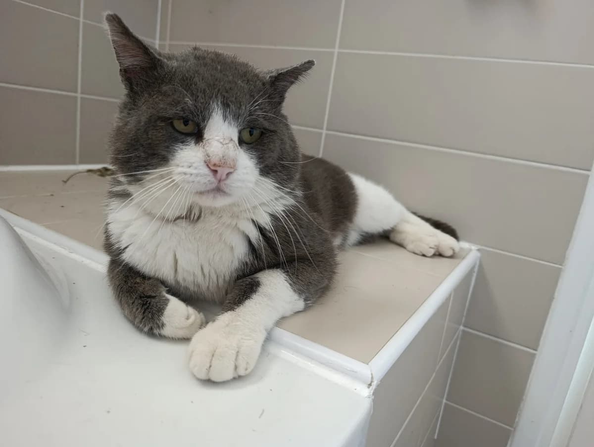 GIGA – FIV+, male 4yo European Shorthair for adoption at SPA du Dauphine, Grenoble