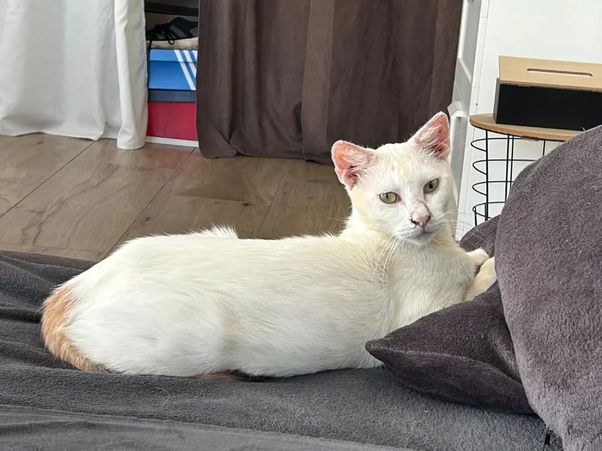 Ice, female young European Shorthair for adoption at SPA du Dauphine, Grenoble