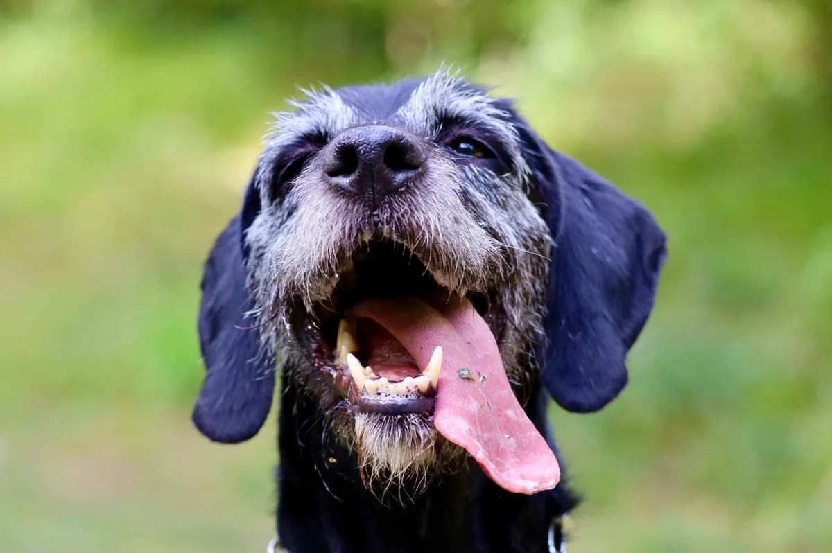 Maya, female mixed breed for adoption at SPA du Dauphine, Grenoble