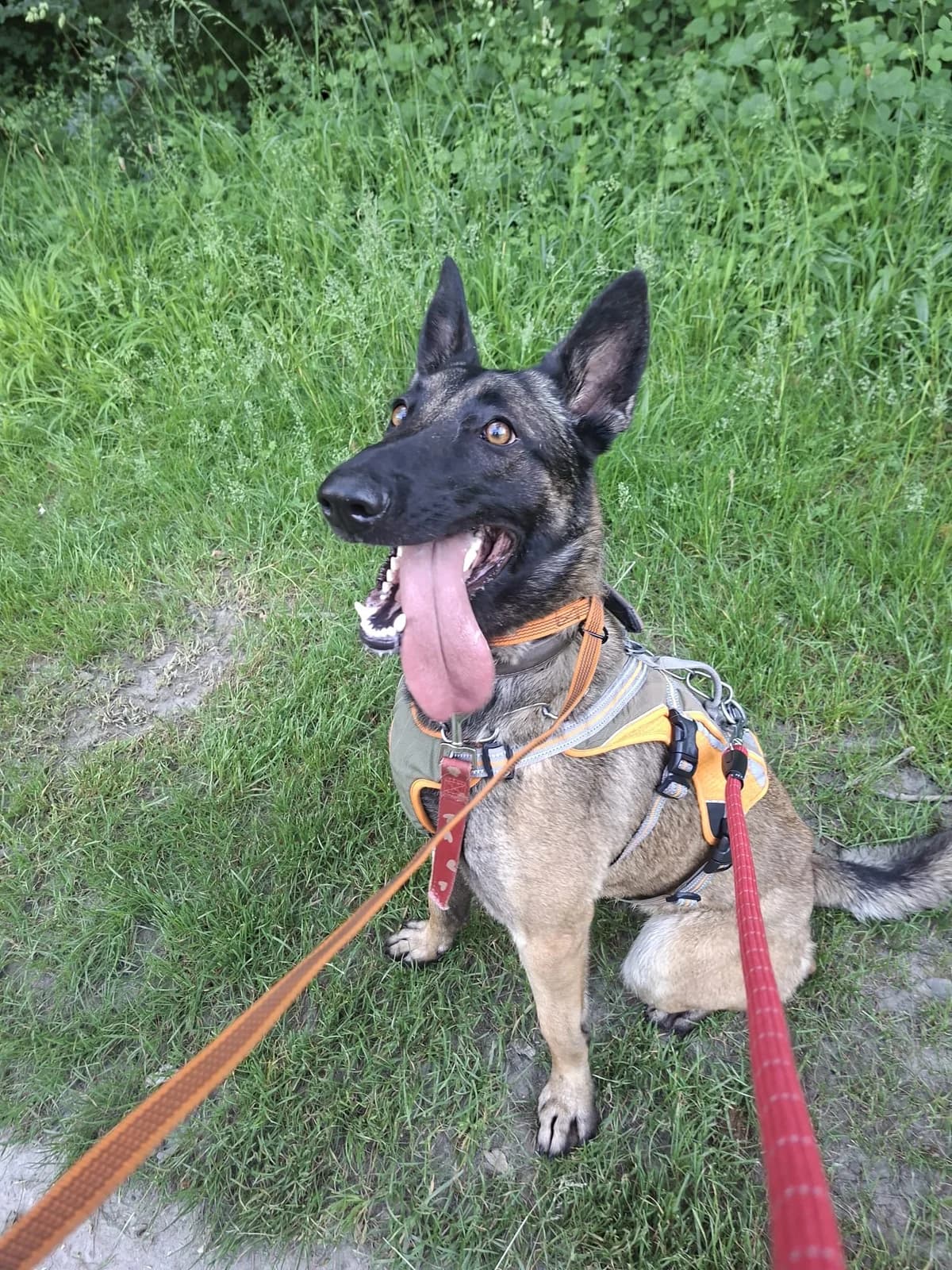 Maya, female Belgian Malinois for adoption at SPA du Dauphine, Grenoble