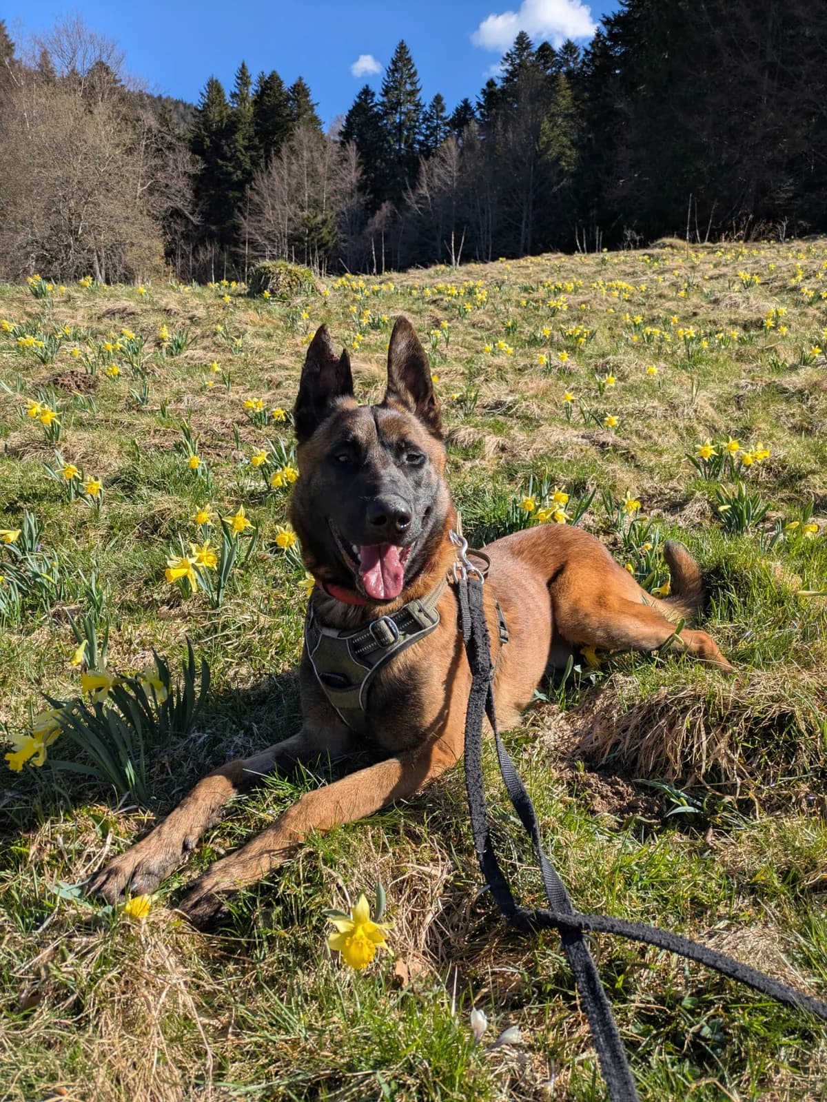 Merco, male young Belgian Malinois for adoption at SPA du Dauphine, Grenoble