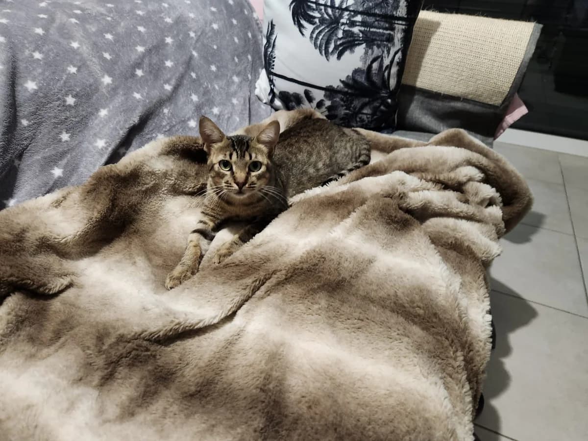 Minitoto, male European Shorthair for adoption at SPA du Dauphine, Grenoble