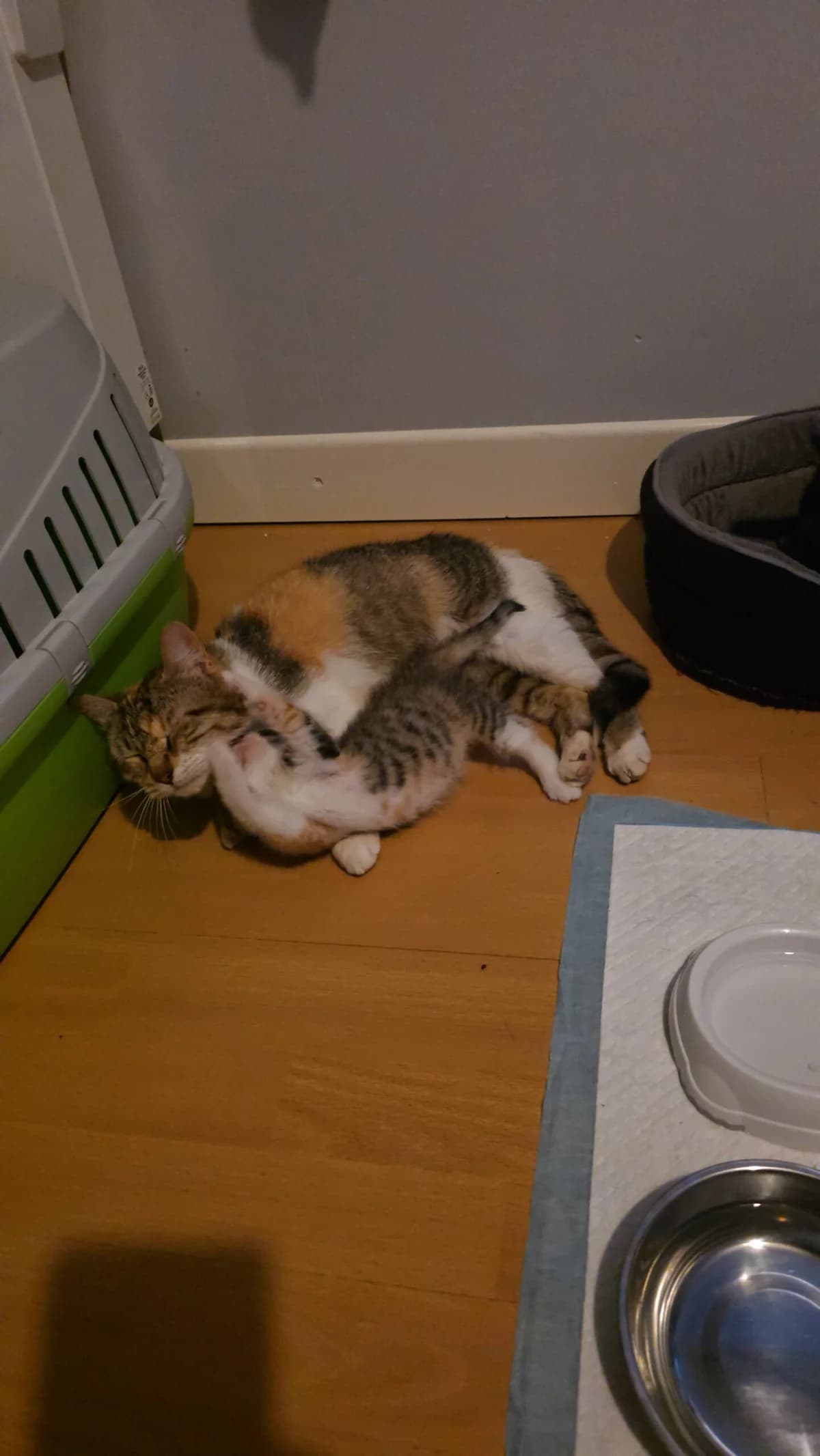 Naavi, female young mixed breed for adoption at SPA du Dauphine, Grenoble