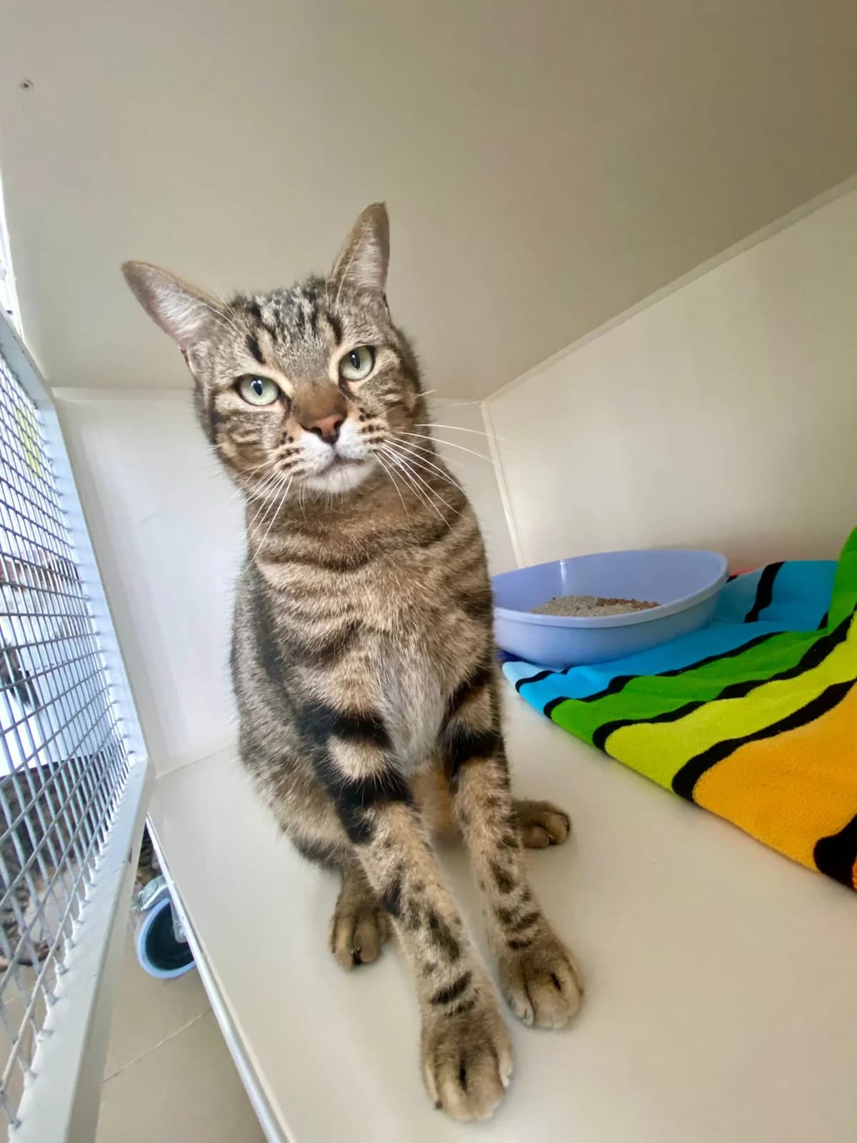 Napi, male European Shorthair for adoption at SPA du Dauphine, Grenoble