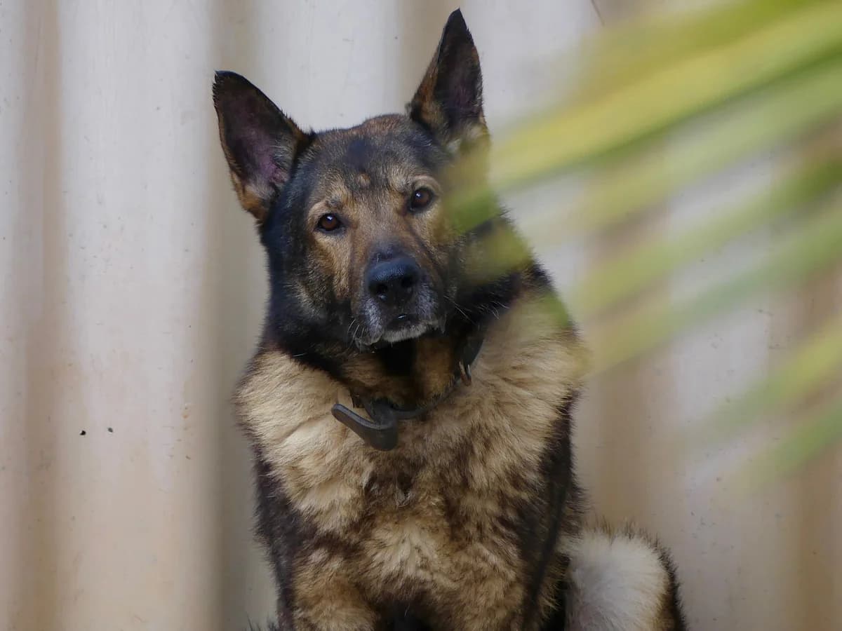 Oslow – dossier en cours, male German Shepherd for adoption at SPA du Dauphine, Grenoble