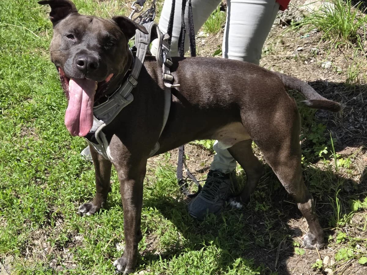 Panache, male 5yo Cane Corso for adoption at SPA du Dauphine, Grenoble