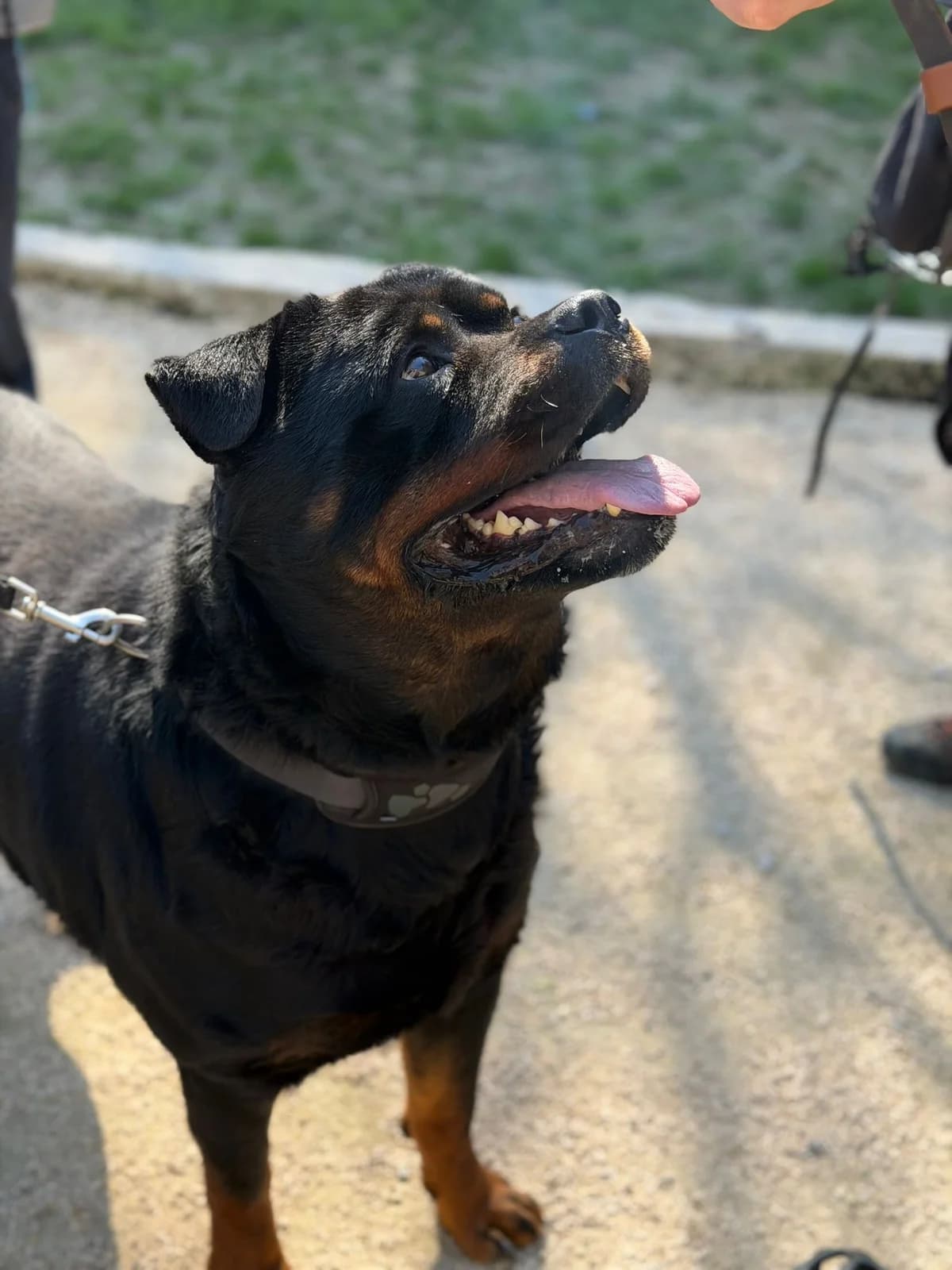 Patron, male 5yo Rottweiler for adoption at SPA du Dauphine, Grenoble