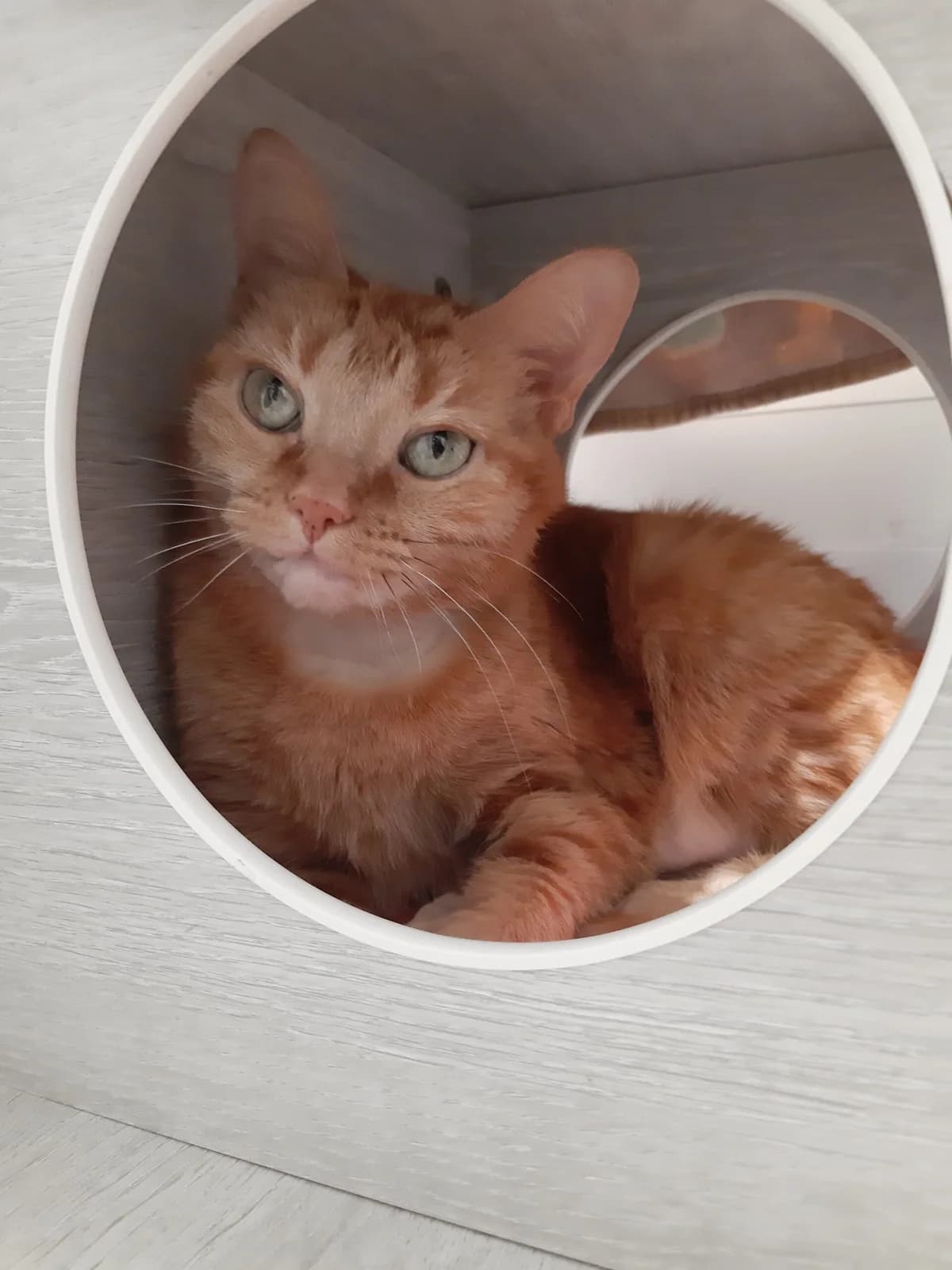 Sushi, female mixed breed for adoption at SPA du Dauphine, Grenoble