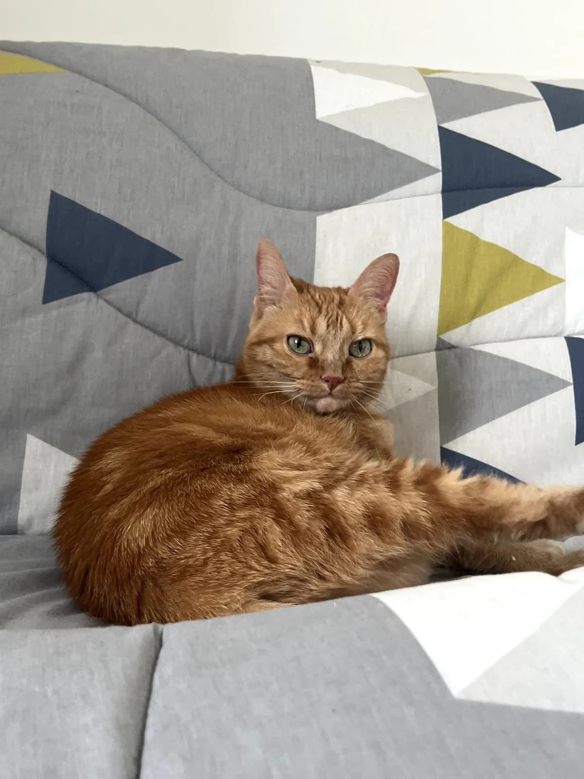 Sushi, female mixed breed for adoption at SPA du Dauphine, Grenoble