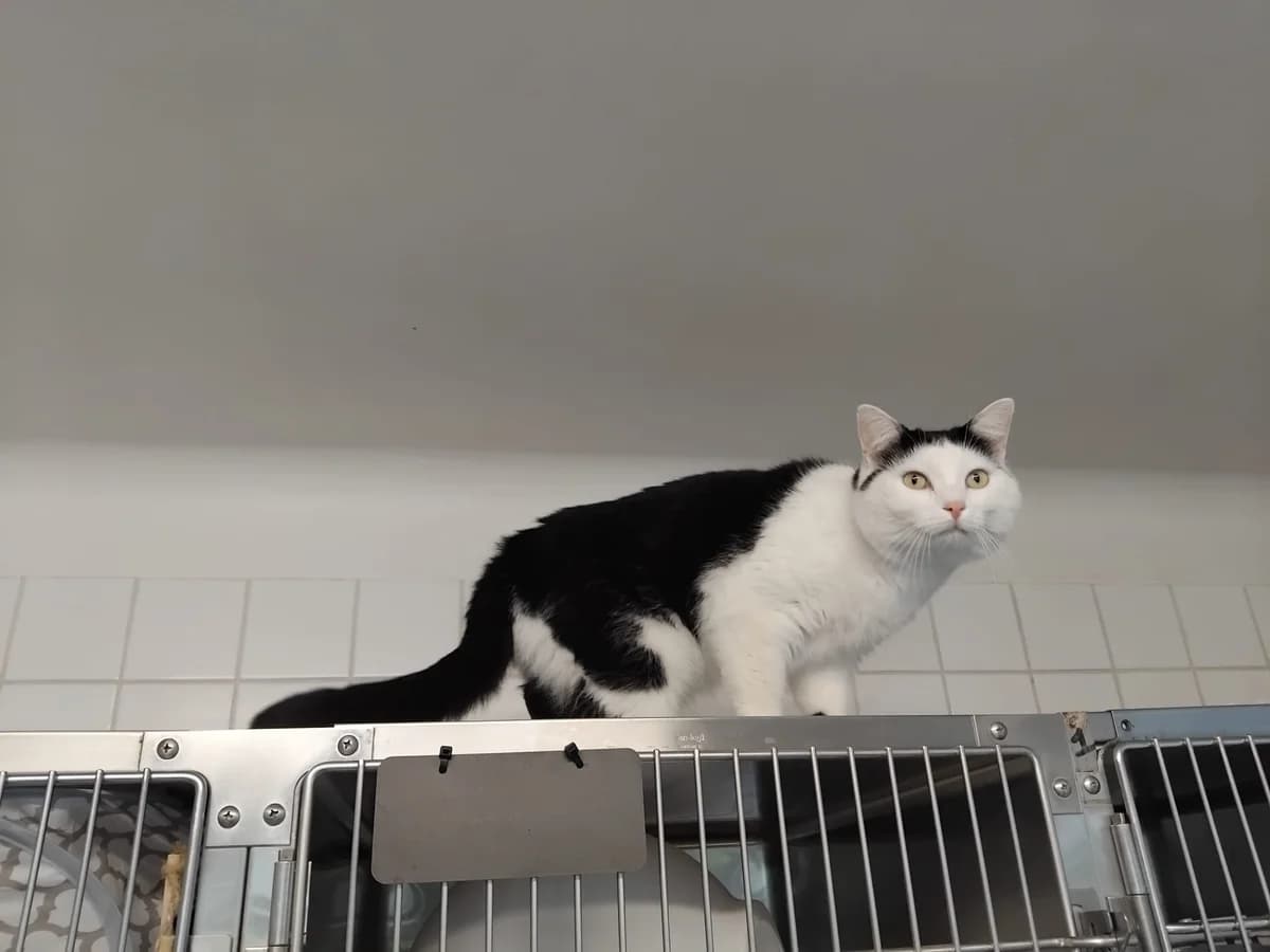 Titou, male 6yo mixed breed for adoption at SPA du Dauphine, Grenoble