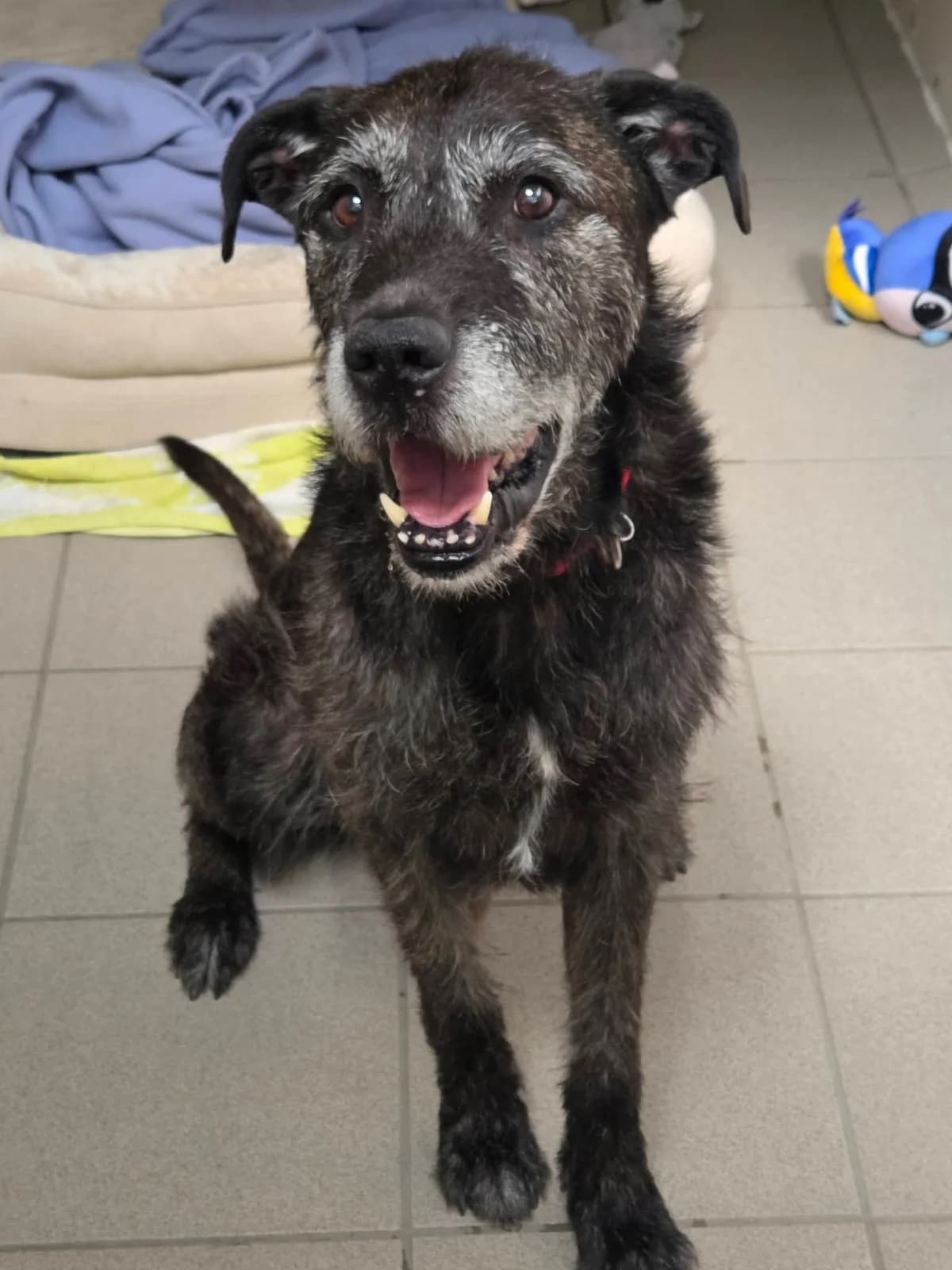 Tonton, male senior mixed breed for adoption at SPA du Dauphine, Grenoble