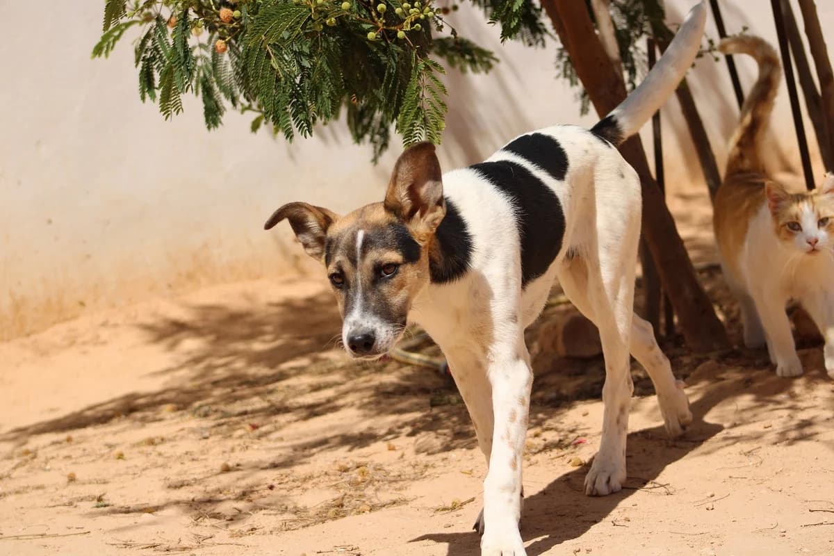 Tsuki, male mixed breed for adoption at SPA du Dauphine, Grenoble