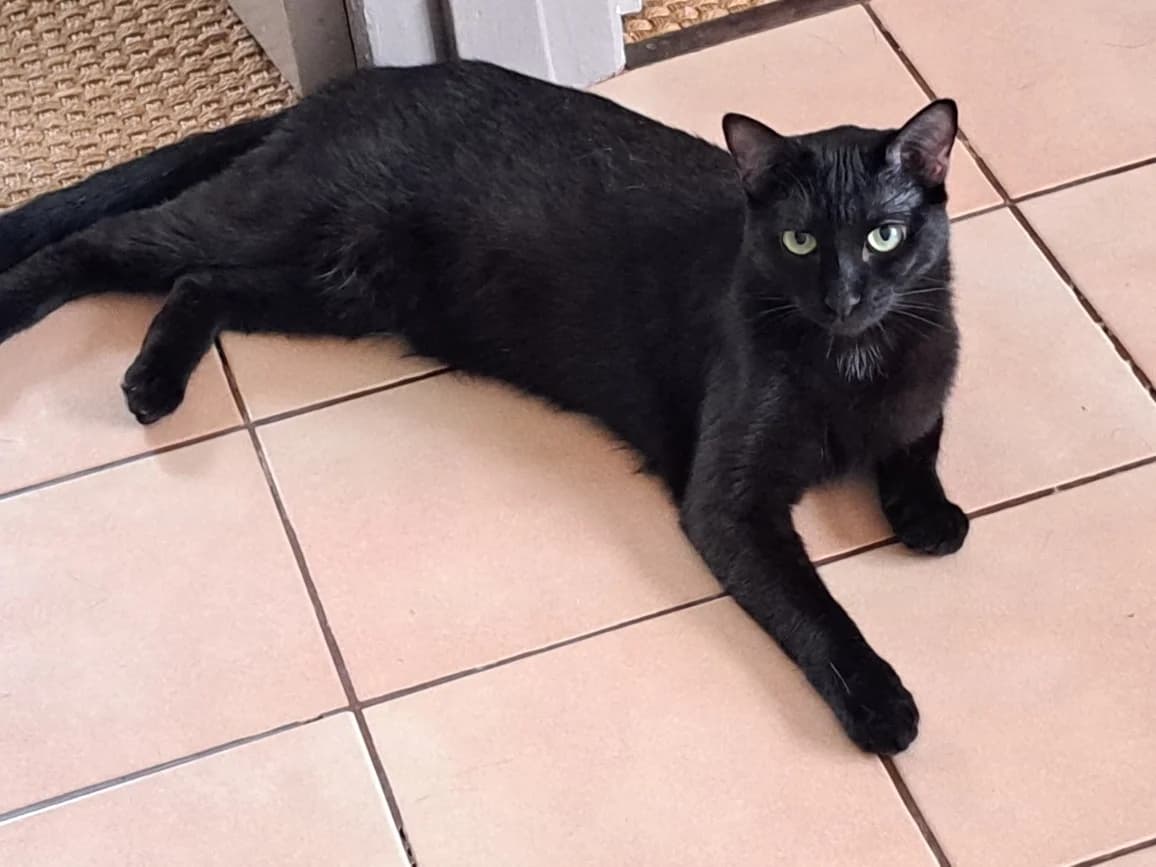 Vagabond, male young mixed breed for adoption at SPA du Dauphine, Grenoble