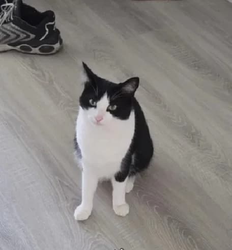 Viktoria, female young European Shorthair for adoption at SPA du Dauphine, Grenoble