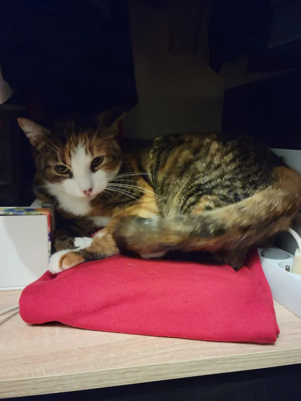 Zayna, female 3yo European Shorthair for adoption at SPA du Dauphine, Grenoble