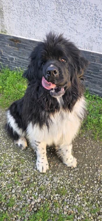 Diaval, male 6yo mixed breed for adoption at SPA DDA de Béziers et sa région