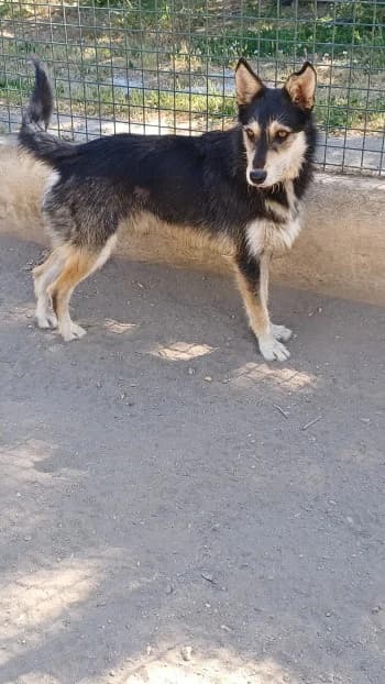 Pas de, male young Mixed Breed for adoption at SPA DDA de Béziers et sa région