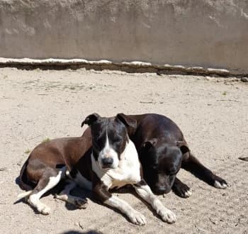Sango et Saïka, 4yo mixed breed for adoption at SPA DDA de Béziers et sa région