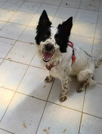 Aiden, male puppy Border Collie for adoption at SPA DDA de Béziers et sa région