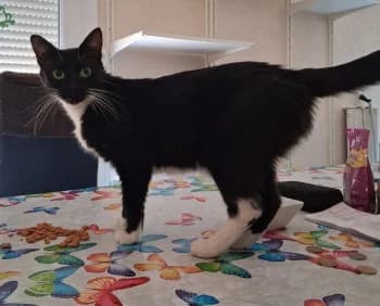 Milla, female 3yo Mixed Breed for adoption at SPA DDA de Béziers et sa région