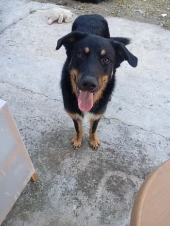 Arès, male puppy Mixed Breed for adoption at SPA DDA de Béziers et sa région