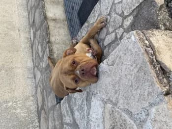 Skar, male 5yo mixed breed for adoption at SPA DDA de Béziers et sa région