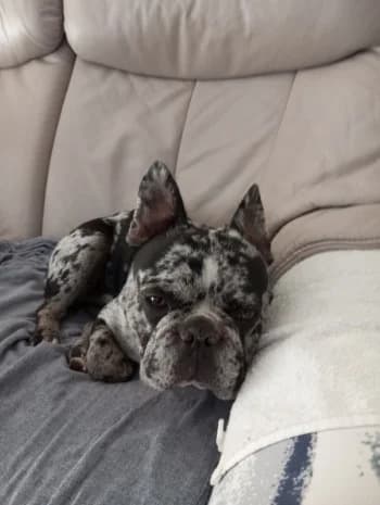 Taïs, male young French Bulldog for adoption at SPA DDA de Béziers et sa région