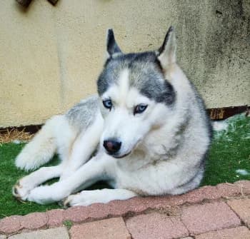 Kaya, female 6yo Husky for adoption at SPA DDA de Béziers et sa région