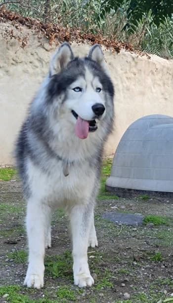 Alaska, male young Husky for adoption at SPA DDA de Béziers et sa région