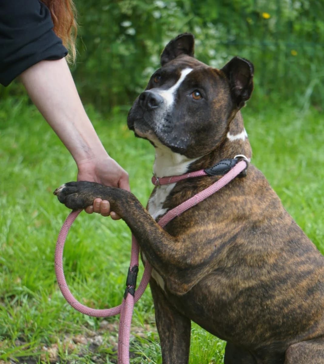 Bouba, male senior mixed breed for adoption at SPA de Bordeaux et du Sud-Ouest, Bordeaux