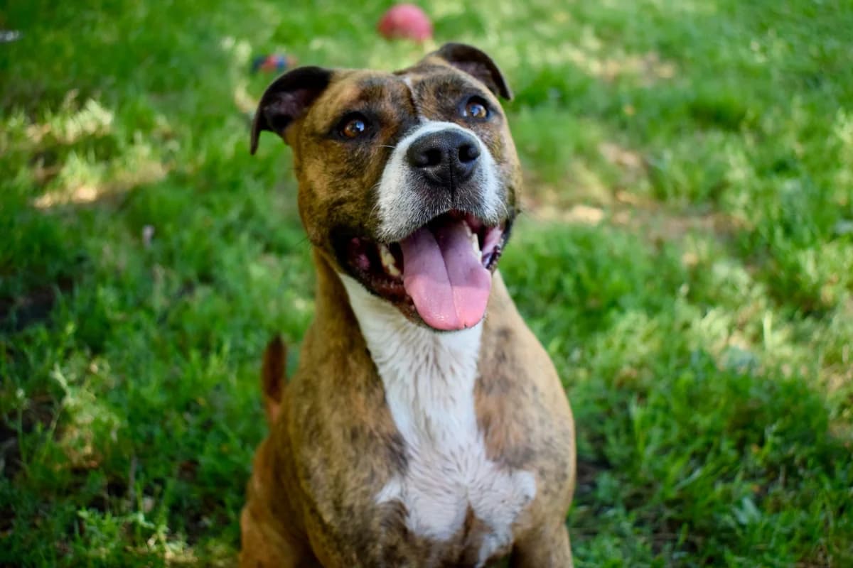 Bella, female senior Mixed Breed for adoption at SPA de Bordeaux et du Sud-Ouest, Bordeaux