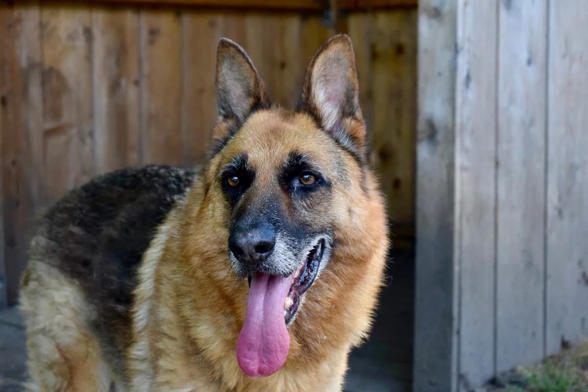 Tayson, male senior German Shepherd for adoption at SPA de Bordeaux et du Sud-Ouest, Bordeaux