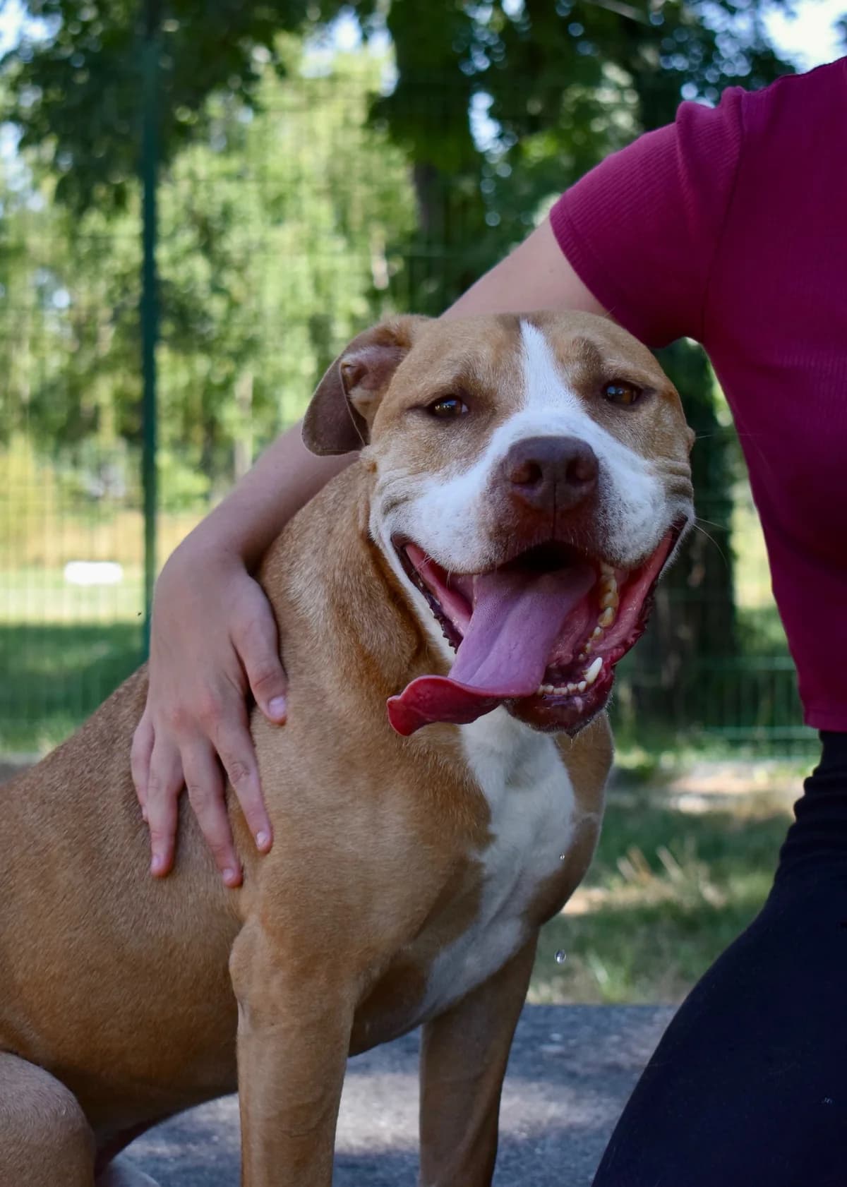 Kimbo, male 6yo Mixed Breed for adoption at SPA de Bordeaux et du Sud-Ouest, Bordeaux