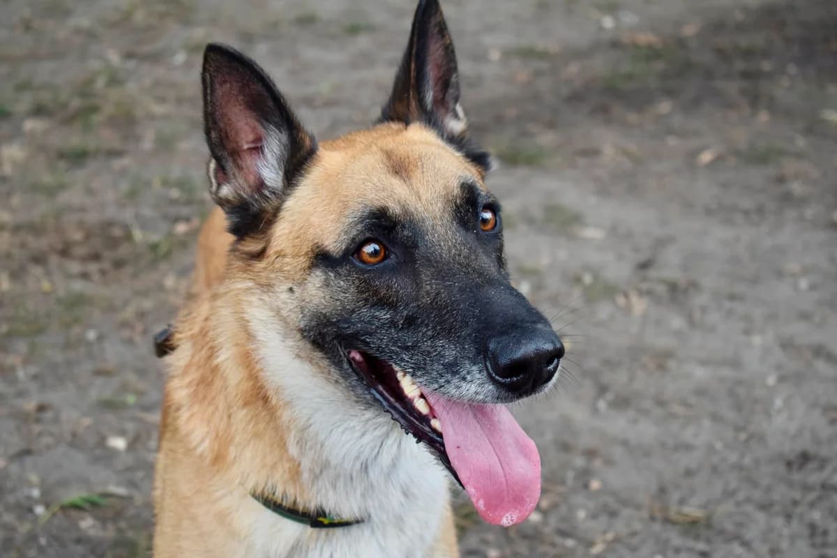 Nodus, male senior Mixed Breed for adoption at SPA de Bordeaux et du Sud-Ouest, Bordeaux