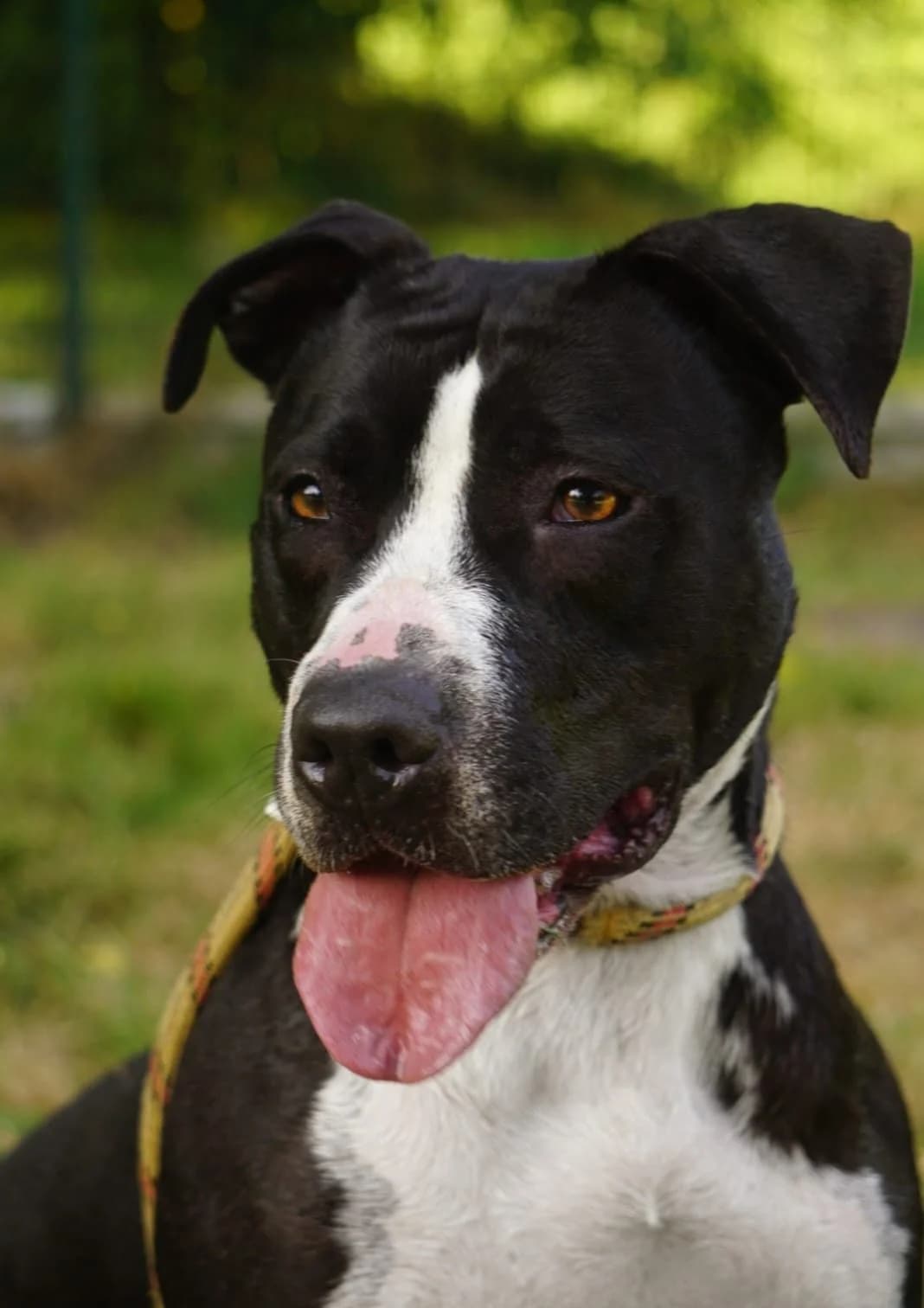 Mona, female 5yo Mixed Breed for adoption at SPA de Bordeaux et du Sud-Ouest, Bordeaux