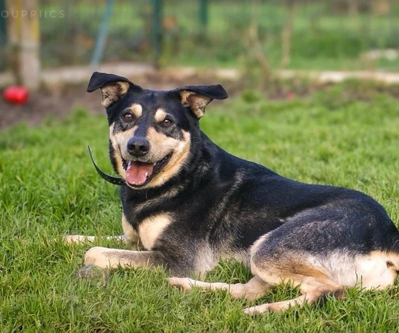 Wapie, male 5yo Mixed Breed for adoption at SPA de Bordeaux et du Sud-Ouest, Bordeaux