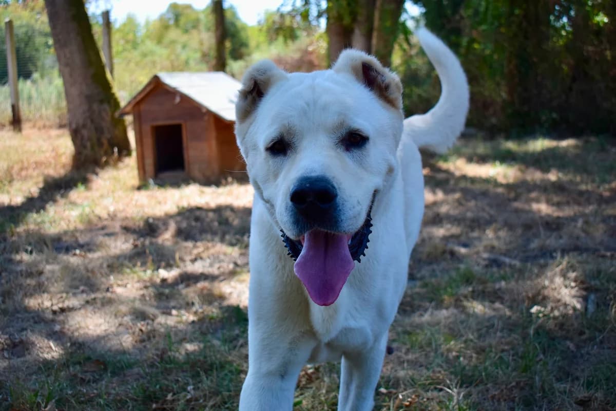 Sherru, male 5yo Mixed Breed for adoption at SPA de Bordeaux et du Sud-Ouest, Bordeaux