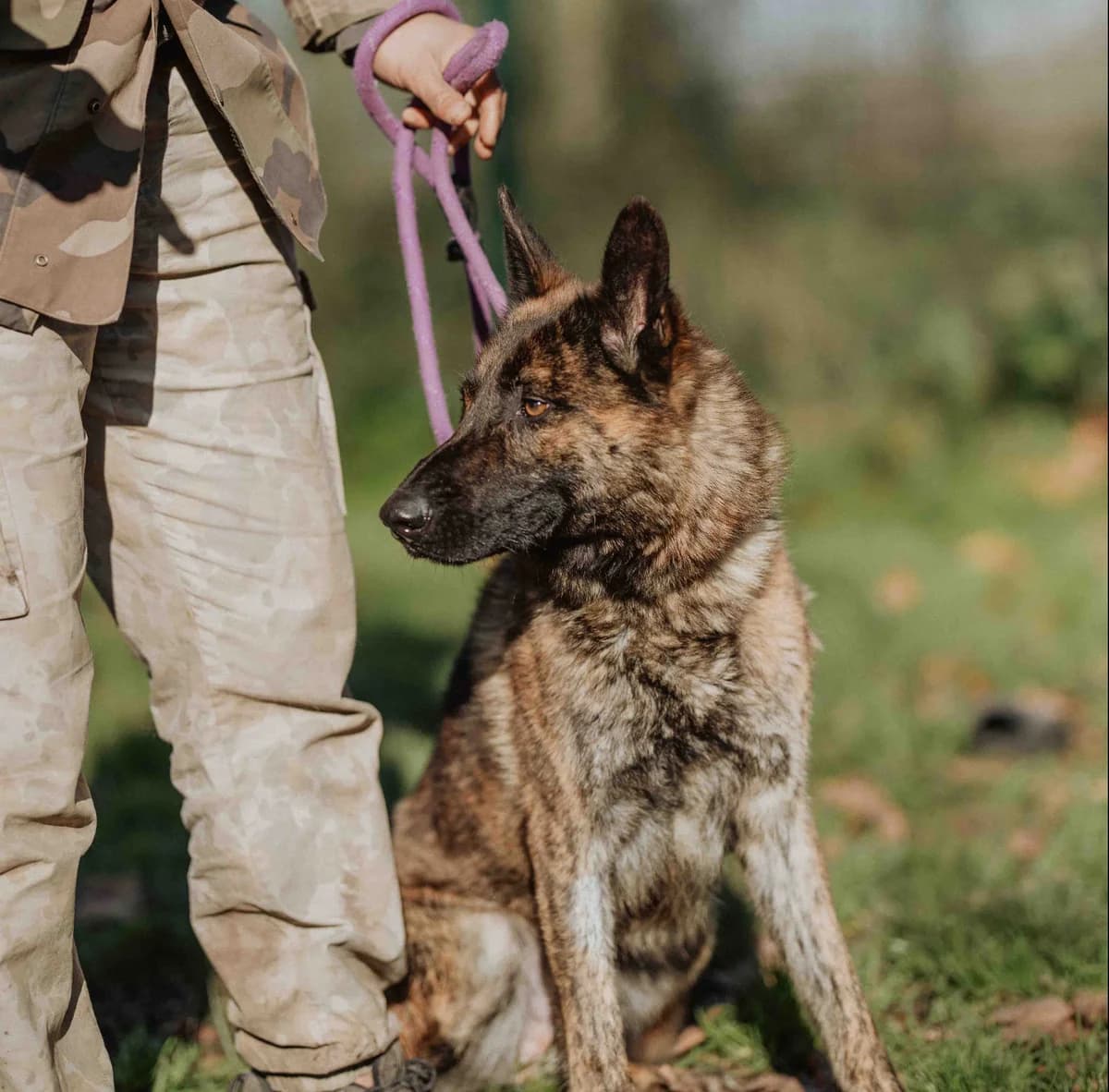 Vapo, male mixed breed for adoption at SPA de Bordeaux et du Sud-Ouest (SPA 33)