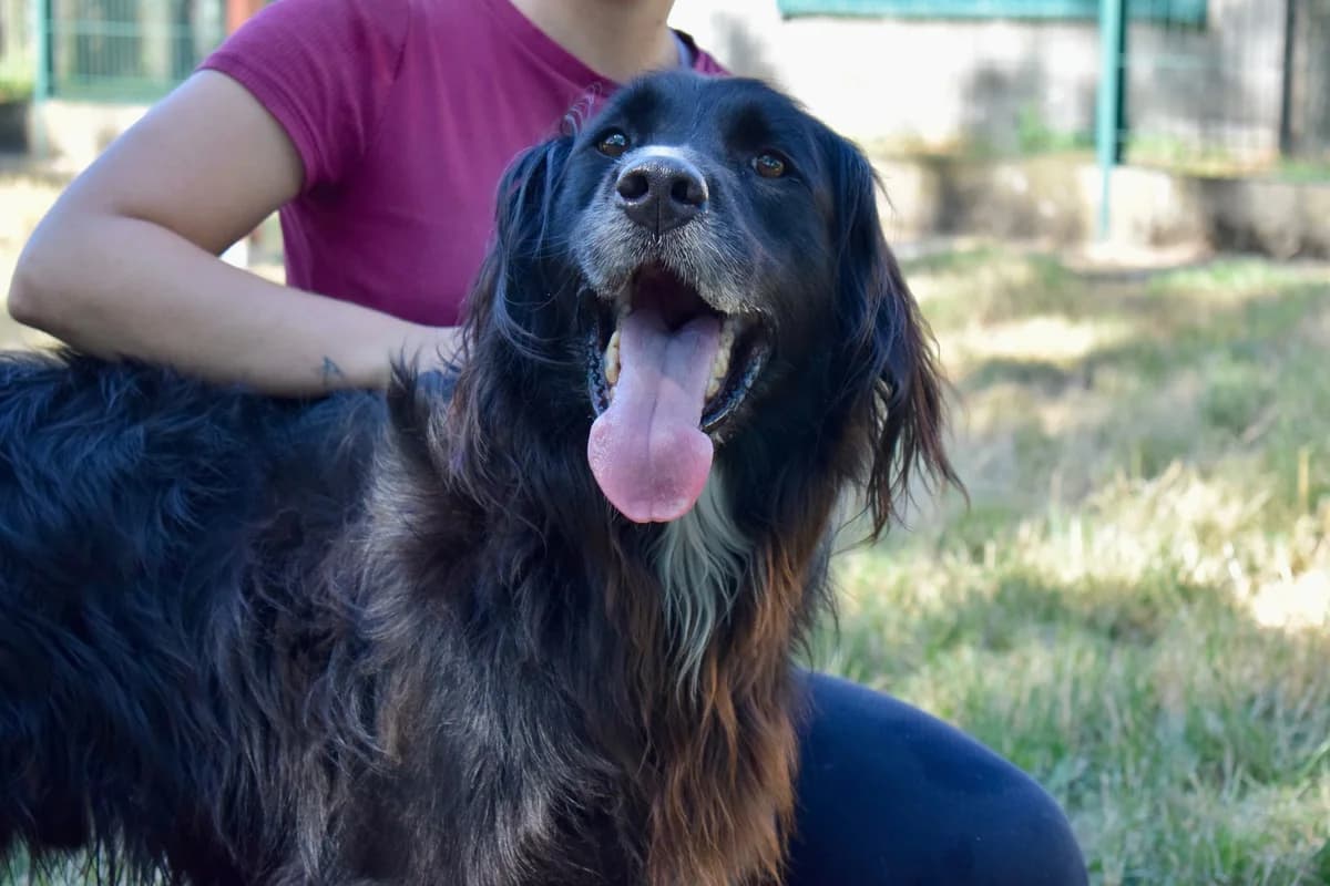 Eki, male senior Mixed Breed for adoption at SPA de Bordeaux et du Sud-Ouest, Bordeaux