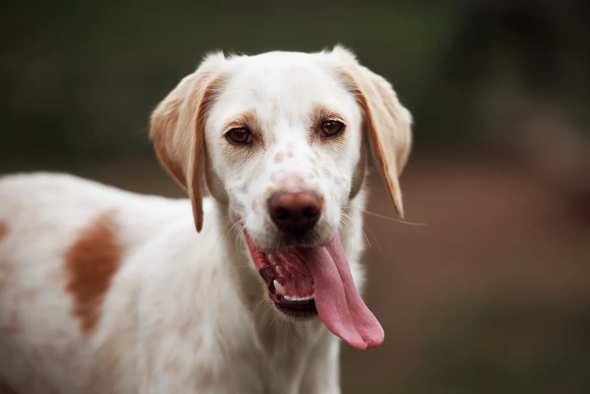 Bao dit Zéké, male 3yo mixed breed for adoption at SPA de Bordeaux et du Sud-Ouest, Bordeaux