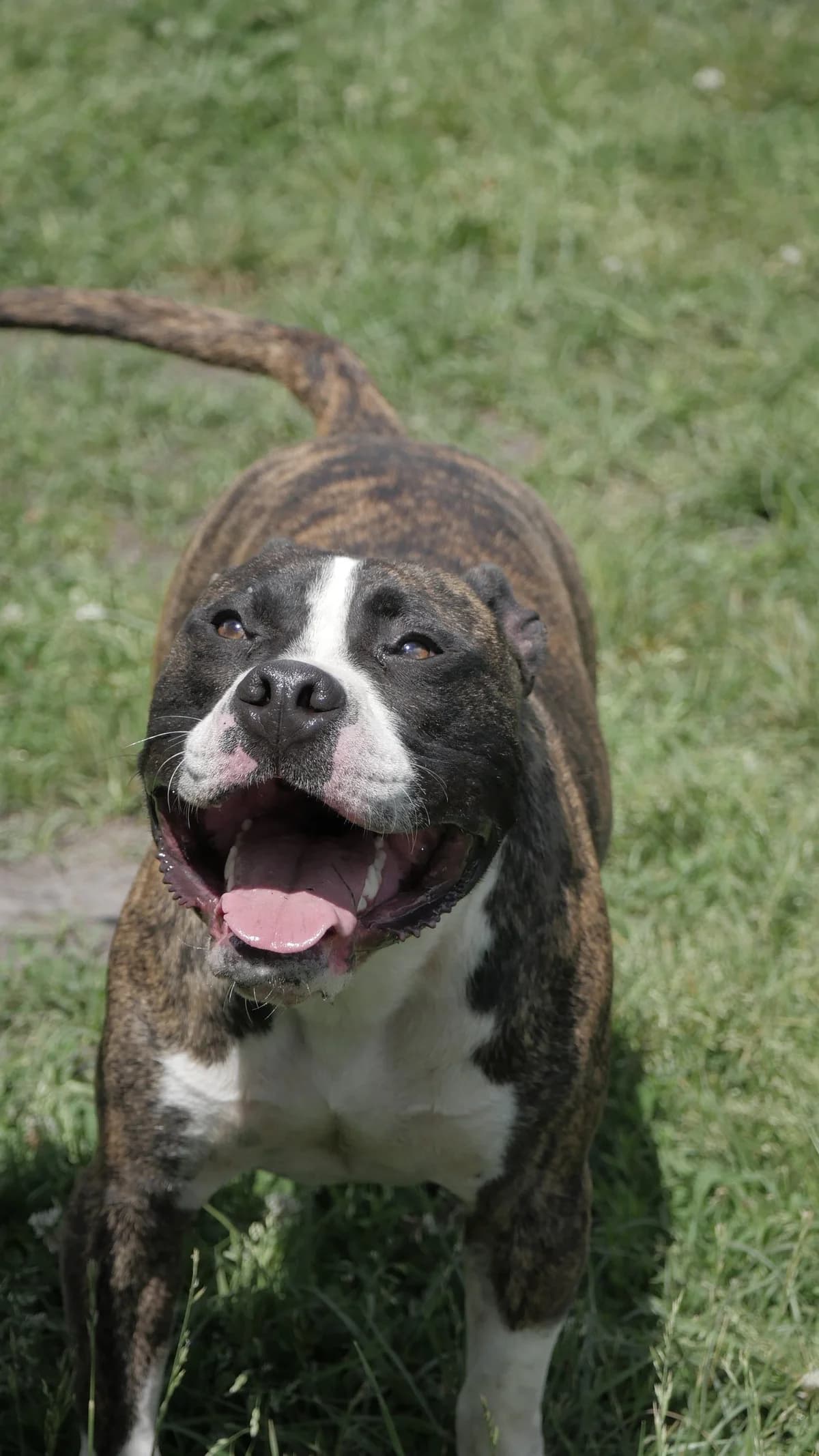 Simba, male young mixed breed for adoption at SPA de Bordeaux et du Sud-Ouest, Bordeaux