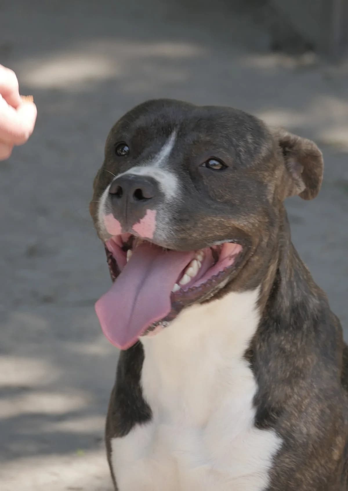 Taha’a, male 3yo mixed breed for adoption at SPA de Bordeaux et du Sud-Ouest, Bordeaux