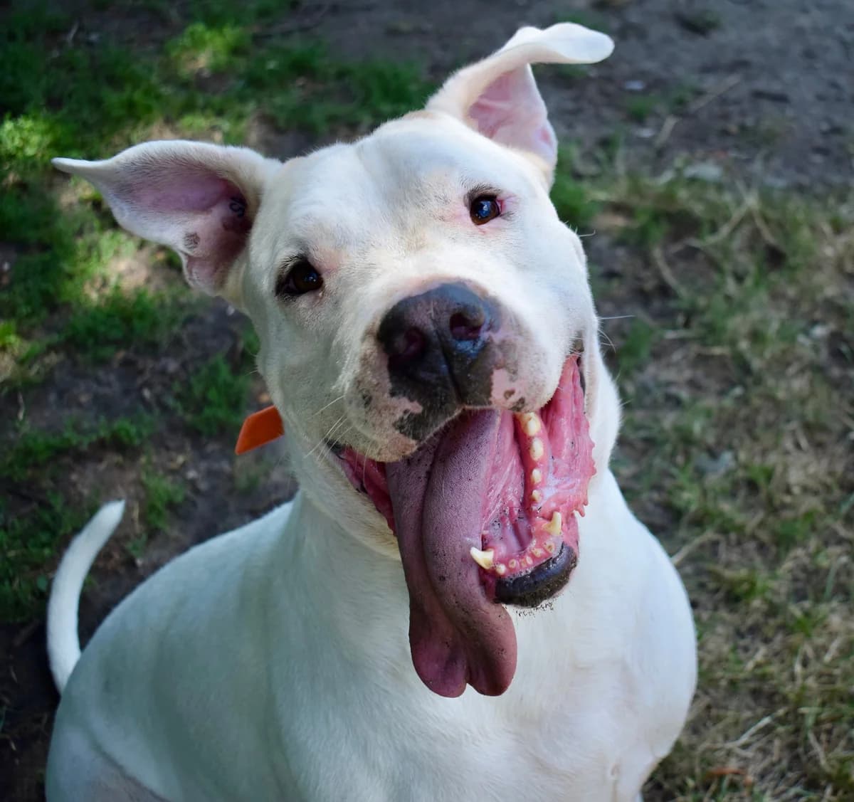 Brioche, male 6yo Mixed Breed for adoption at SPA de Bordeaux et du Sud-Ouest, Bordeaux